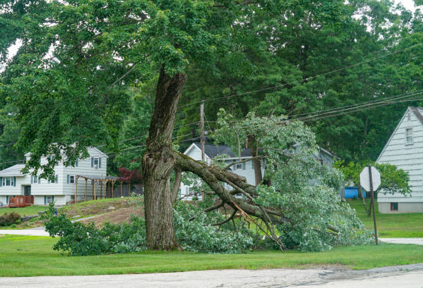 Best Tree Root Removal  in Buckhall, VA